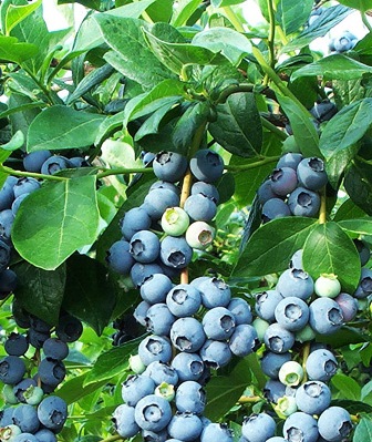blueberry bushes