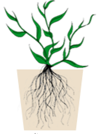 plant roots